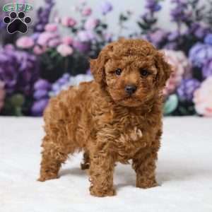 Bailey, Miniature Poodle Puppy